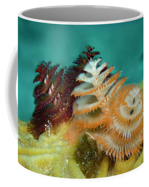Jean Noren Coffee Mug featuring the photograph Pair of Christmas Tree Worms by Jean Noren