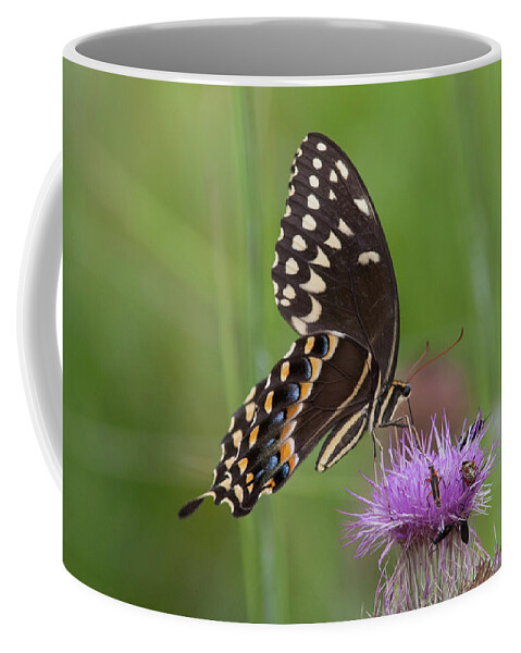 Swallowtail Coffee Mug featuring the photograph Palamedes Swallowtail and Friends by Paul Rebmann