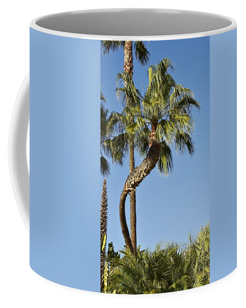 Linda Brody Coffee Mug featuring the photograph Palm Tree Needs A Chiropractor by Linda Brody