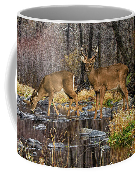 Art Coffee Mug featuring the photograph Panorama of a Woodland Creek with Whitetail Dee by Randall Nyhof