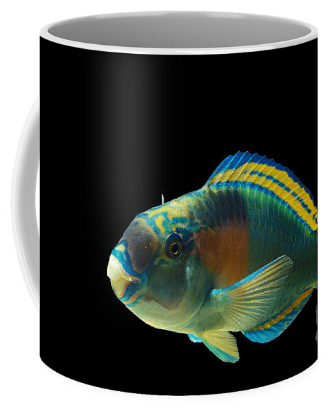 Adult Coffee Mug featuring the photograph Parrot Fish Chlorurus Sordidus by Gerard Lacz