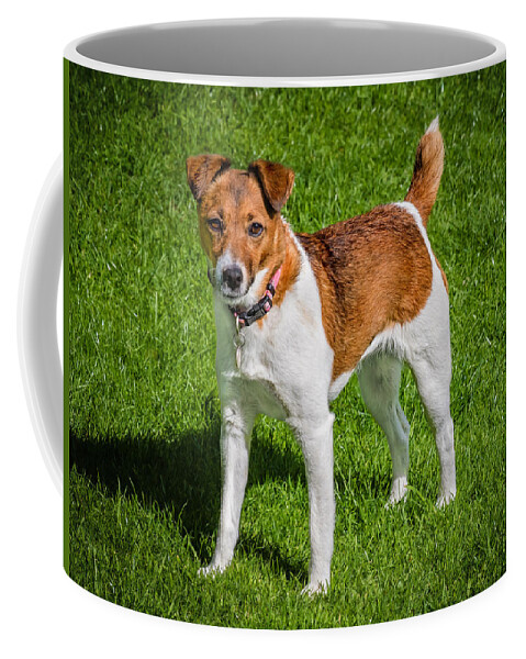 Dog Coffee Mug featuring the photograph Parson Jack Russell by Nick Bywater