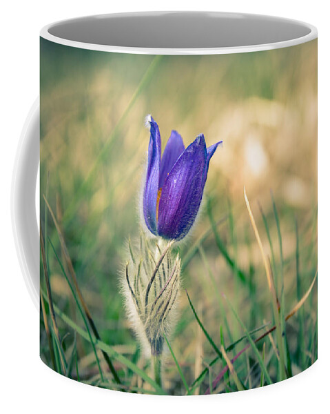 Pulsatilla Vulgaris Coffee Mug featuring the photograph Pasque Flower by Andreas Levi