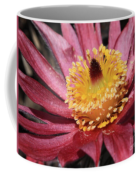 Pasque Flower Coffee Mug featuring the photograph Pasque Flower Macro by Carol Groenen