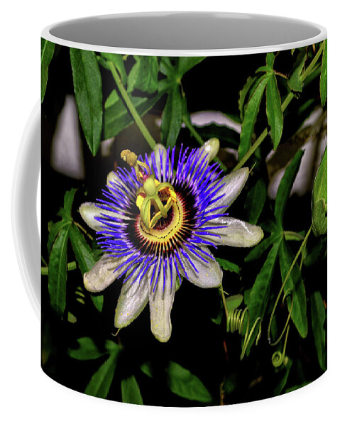 Vine Coffee Mug featuring the photograph Passion Flower And Pod 002 by George Bostian