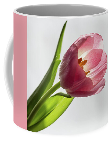 Pink Coffee Mug featuring the photograph Pastel pink by Shirley Mitchell