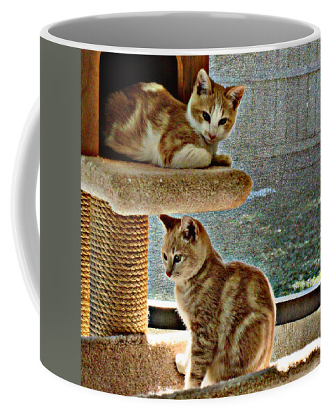 Patch & Dom Coffee Mug featuring the photograph Patch and Dom by Bob Johnson
