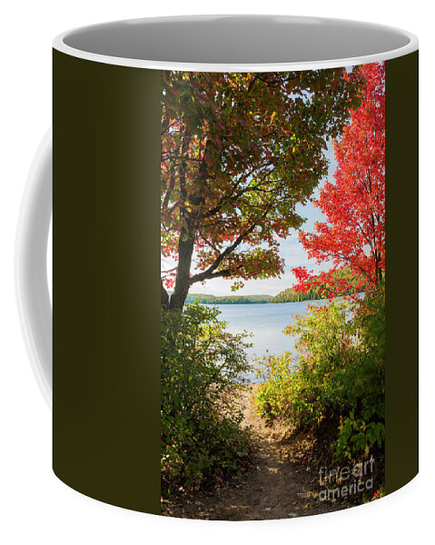 Fall Coffee Mug featuring the photograph Path to the lake by Elena Elisseeva