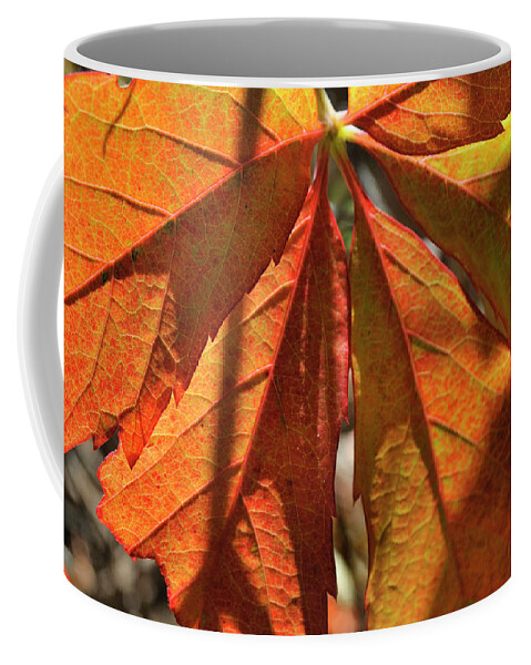 Nature Coffee Mug featuring the photograph Patterns In Orange by Ron Cline