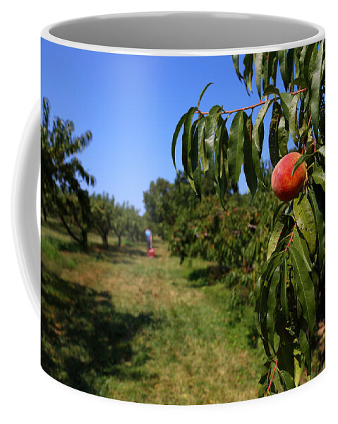 Peach Grove Coffee Mug featuring the photograph Peach Grove by Karol Livote