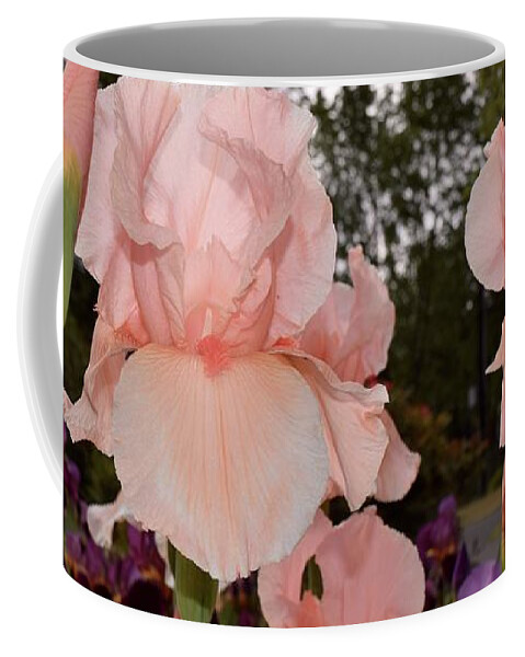 Barrieloustark Coffee Mug featuring the photograph Peach Iris by Barrie Stark