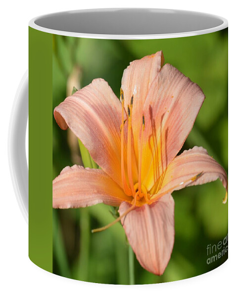Peach Lily 16-01 Coffee Mug featuring the photograph Peach Lily 16-01 by Maria Urso