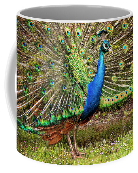 Peacock Coffee Mug featuring the photograph Peacock in Beacon Hill Park by Peggy Collins