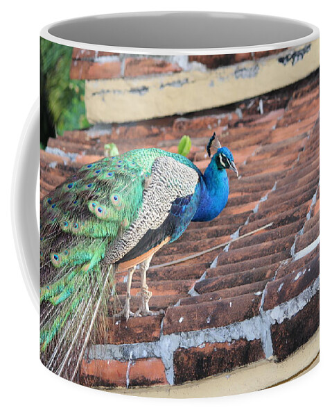 Peacock Coffee Mug featuring the photograph Peacock on Rooftop by Samantha Delory