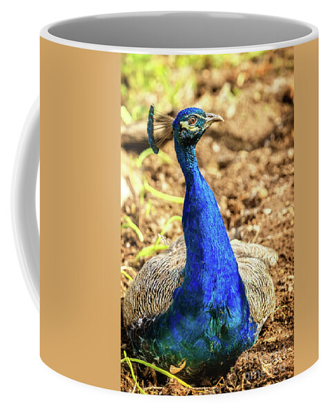 Male Coffee Mug featuring the photograph Peacock Profile by Robert Bales