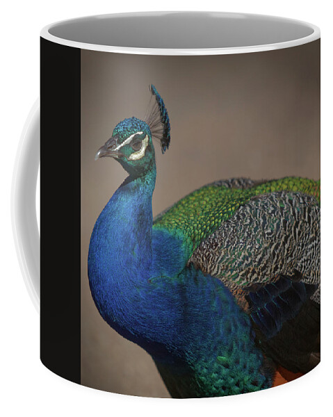 Peafoul Coffee Mug featuring the photograph Peacock by Steve Gravano
