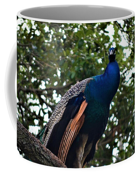 Birds Coffee Mug featuring the photograph Peacock by Tamara Michael