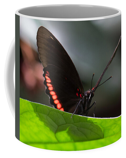 Brookside Gardens Coffee Mug featuring the photograph Peek-a-Boo 8x10 by Leah Palmer