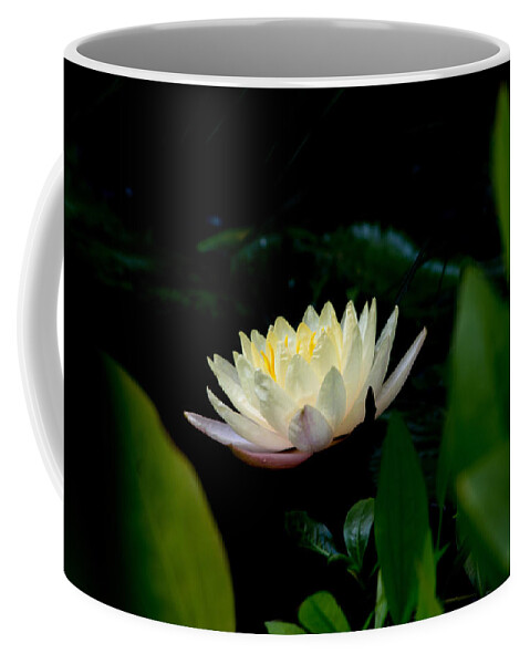 Bonnie Follett Coffee Mug featuring the photograph Peekaboo Lemon Water Lily by Bonnie Follett