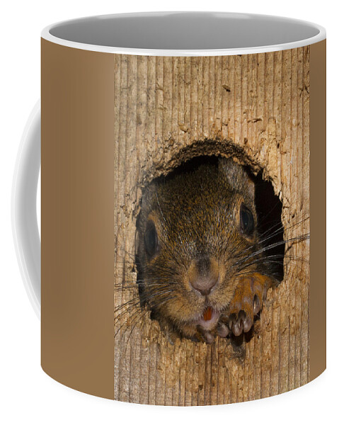 Garden Coffee Mug featuring the photograph Peeking Squirrel by Jean Noren