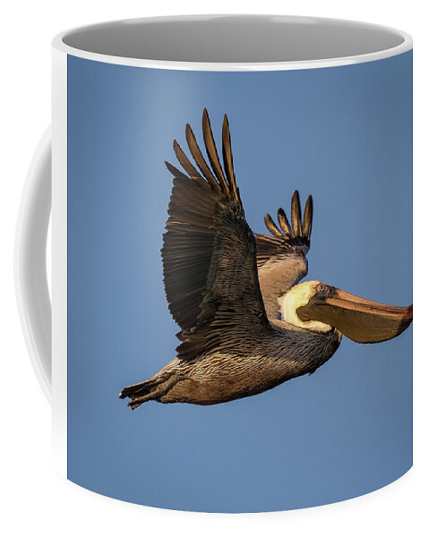 Myeress Coffee Mug featuring the photograph Pelican in Flight by Joe Myeress