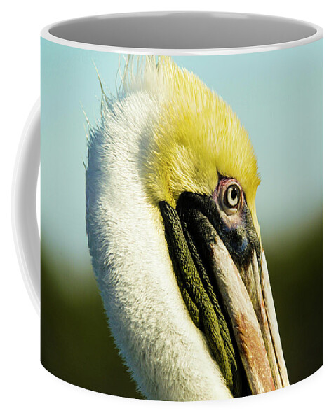 Pelican Coffee Mug featuring the photograph Pelican by Jason Hughes