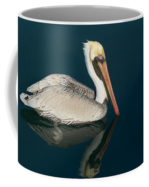 Pelican Coffee Mug featuring the photograph Pelican With Reflection by Bradford Martin