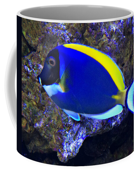Blue Tang Fish Coffee Mug featuring the photograph Blue Tang Fish by Kathy M Krause