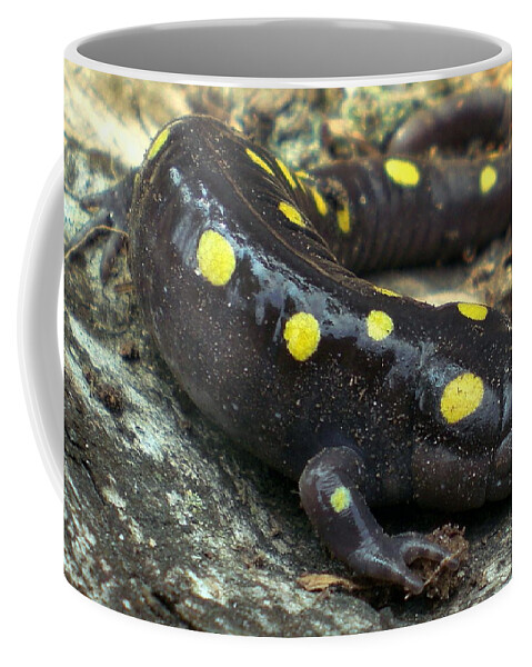 Pennsylvania Spotted Salamander Photographs Canvas Prints Amphibian Photographs Prints Biodiviersity Appalachian Mountain Forest Ecology Nature Creatures Fauna Wildlife Photography Coffee Mug featuring the photograph Pennsylvania Spotted Salamander by Joshua Bales