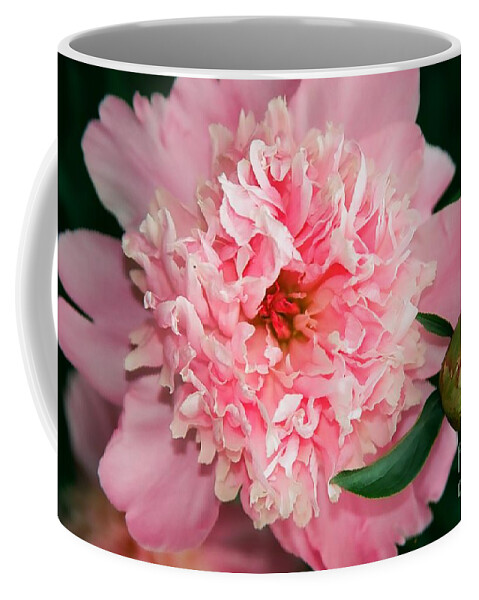 Flowers Coffee Mug featuring the photograph Peony and Bud by Kathy McClure