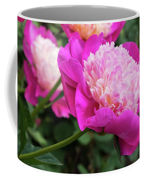 Peony Coffee Mug featuring the photograph Peony by Chris Berrier