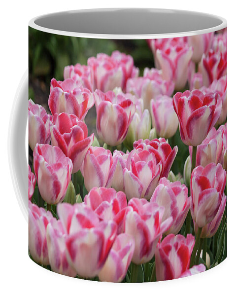 Photograph Coffee Mug featuring the photograph Peppermint Tulip Field III by Suzanne Gaff