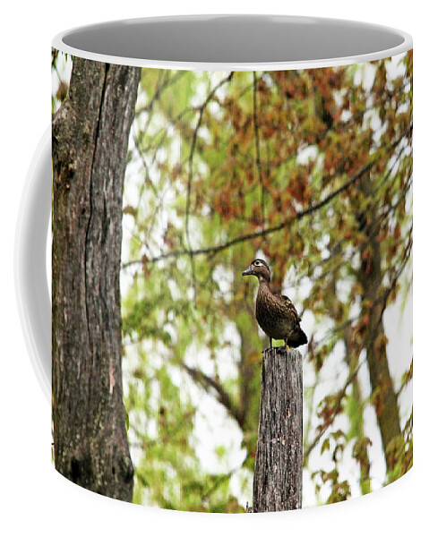 Ducks Coffee Mug featuring the photograph Perched Female Wood Duck by Debbie Oppermann