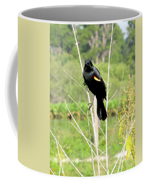 Red-winged Blackbird Coffee Mug featuring the photograph Perched Redwing Blackbird by Christopher Mercer