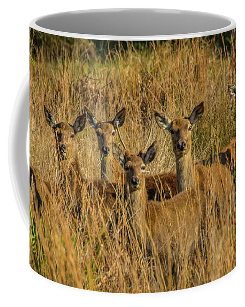 Okeechobee Coffee Mug featuring the photograph Pere David's Deer Group by Richard Goldman