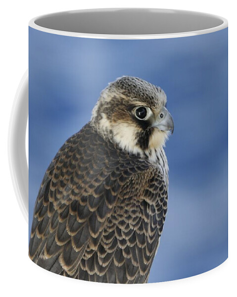 Falcon Coffee Mug featuring the photograph Peregrine falcon juvenile close up by Bradford Martin