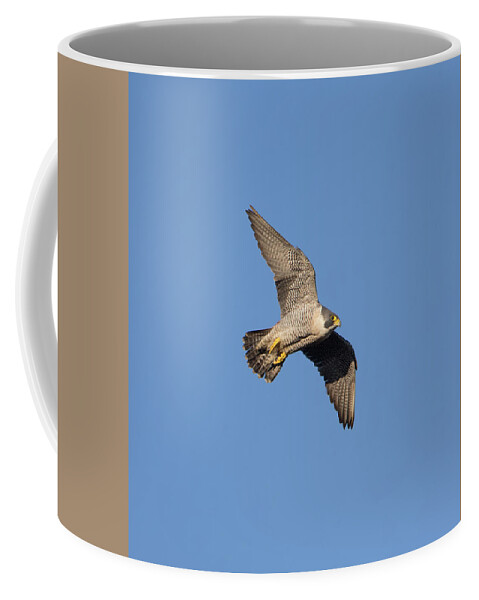 Peregrine Coffee Mug featuring the photograph Peregrine Falcon by Pete Walkden