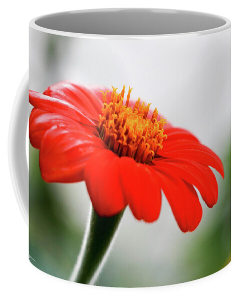 Flower Coffee Mug featuring the photograph Petals of Orange II by Mary Anne Delgado