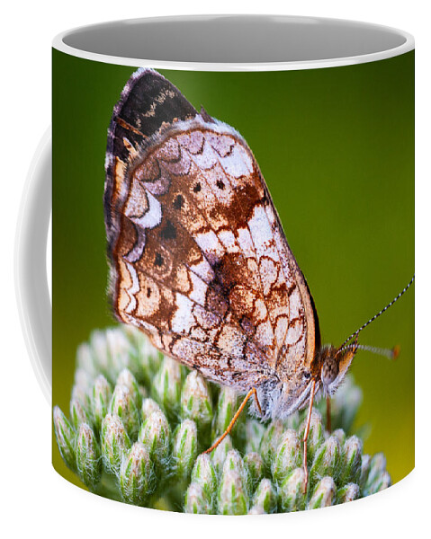 Insect Coffee Mug featuring the photograph Phaon Crescent by Jeff Phillippi