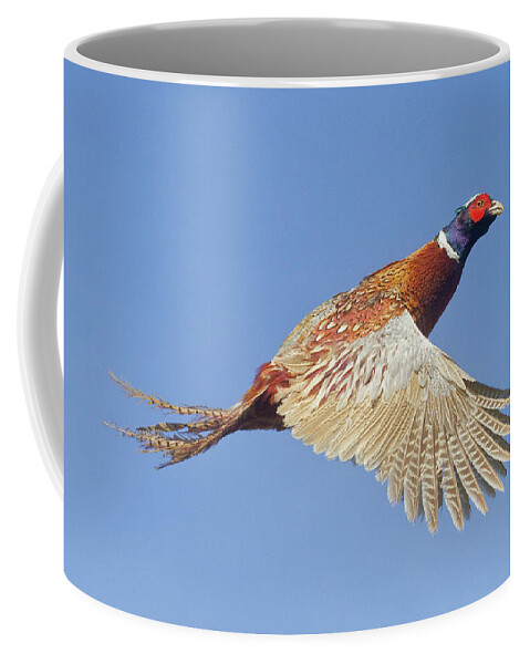 Pheasant Coffee Mug featuring the photograph Pheasant Wings by Mark Miller