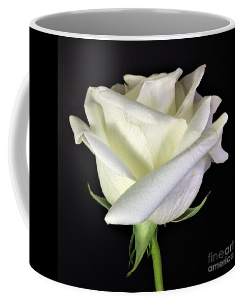 Photograph Coffee Mug featuring the photograph Photograph White Rose by Delynn Addams by Delynn Addams
