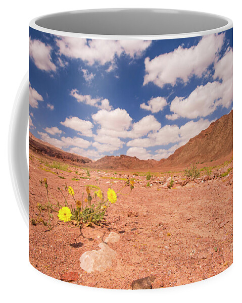 Desert Coffee Mug featuring the photograph Picris longirostris blooming in the desert by Alon Meir