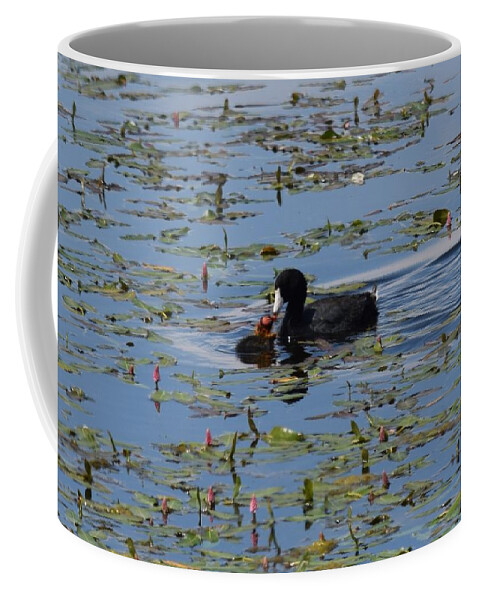 Animal Coffee Mug featuring the photograph Pied Billed Grebe Lake John SWA CO by Margarethe Binkley