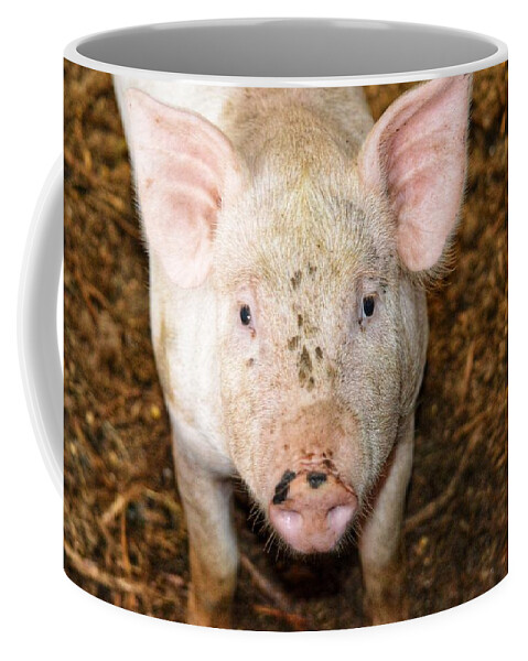 Pig Coffee Mug featuring the photograph Pig by Joseph Caban
