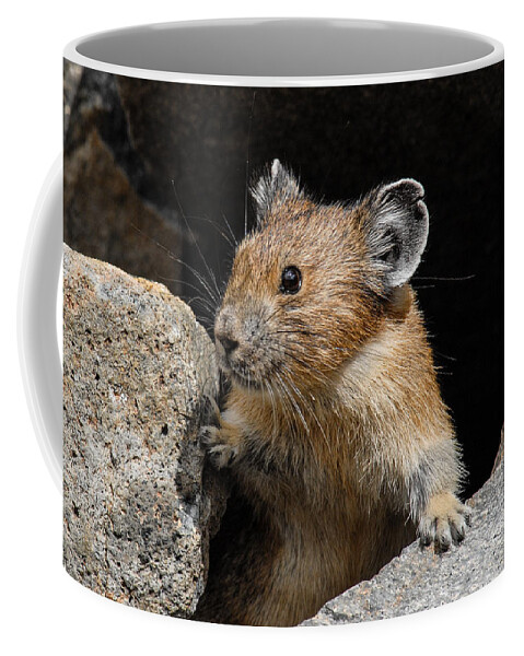Animal Coffee Mug featuring the photograph Pika Looking out from its Burrow by Jeff Goulden