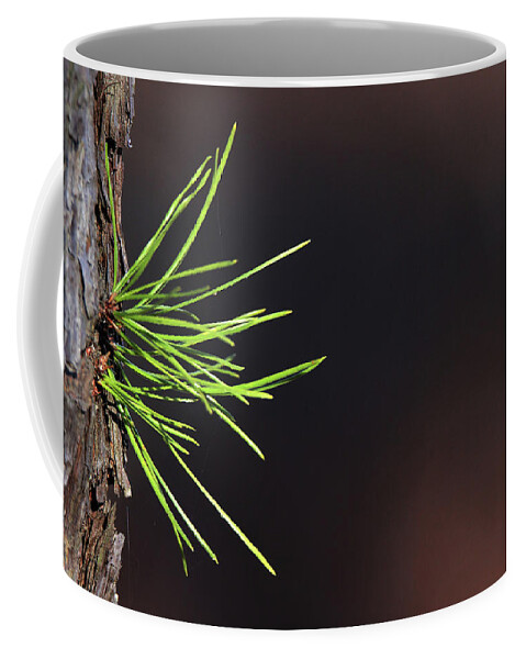Pine Tree Coffee Mug featuring the photograph Pine Needles Ridge New York by Bob Savage