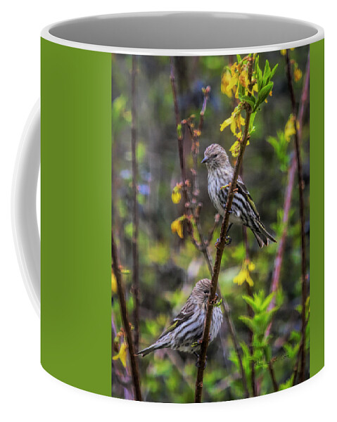 Pine Siskin Coffee Mug featuring the photograph Pine Siskin In SOuth Carolina by Bellesouth Studio
