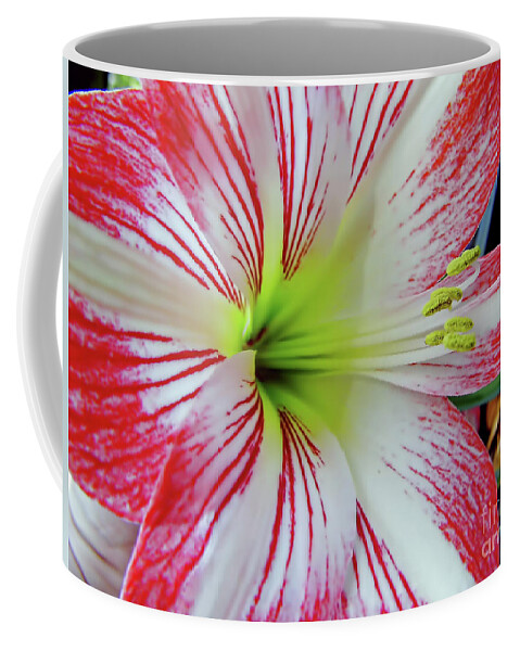 Amaryllis Coffee Mug featuring the photograph Pink And White by D Hackett