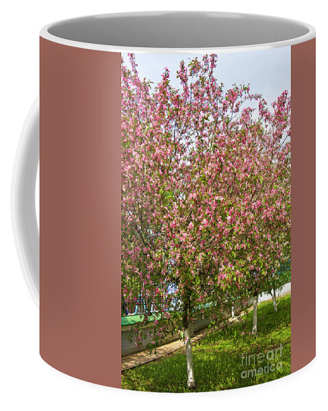 Pink Coffee Mug featuring the photograph Pink cherry trees by Irina Afonskaya