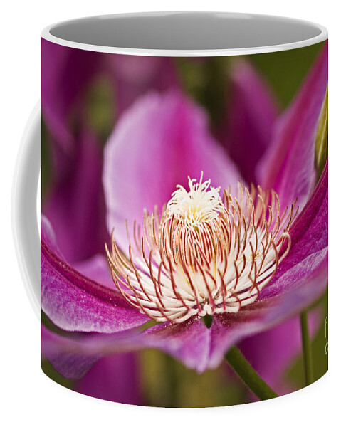 Flower Coffee Mug featuring the photograph Pink Clematis Flower by Alana Ranney